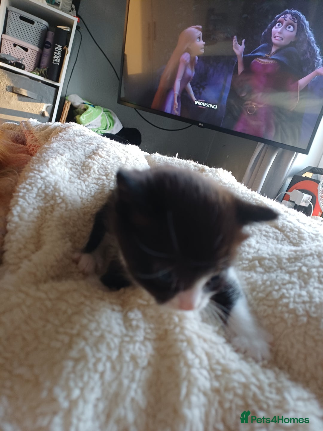 Domestic Shorthair cats for sale: Female tux kitten. - Image 2