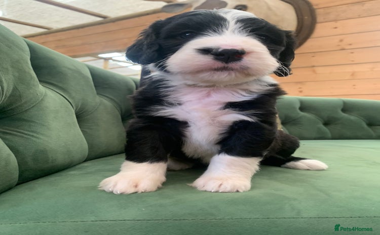 Bernedoodle dogs - Advert 3