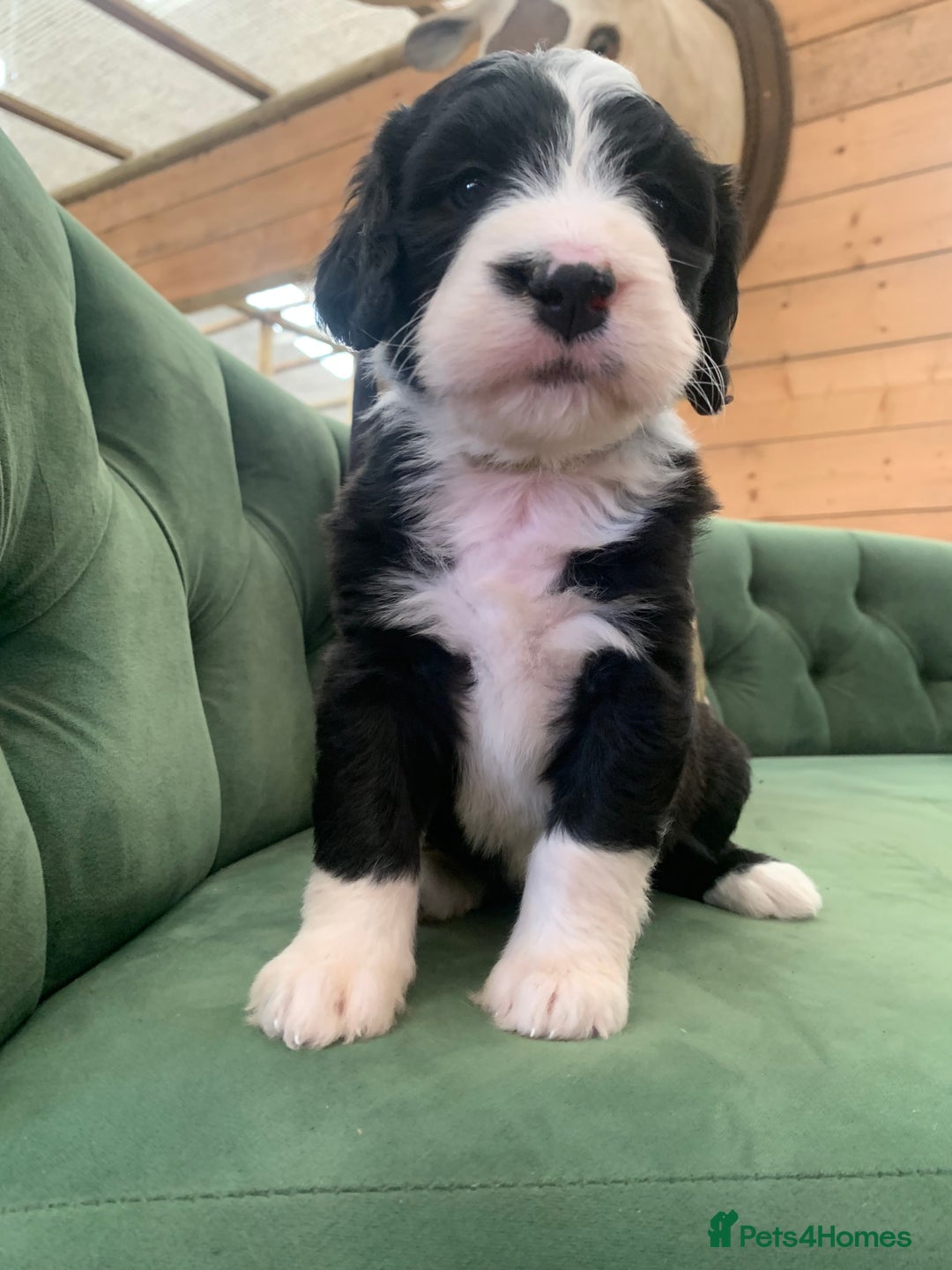 Bernedoodle dogs for sale: F1 Standard Bernedoodle Puppies LN8 - Image 1