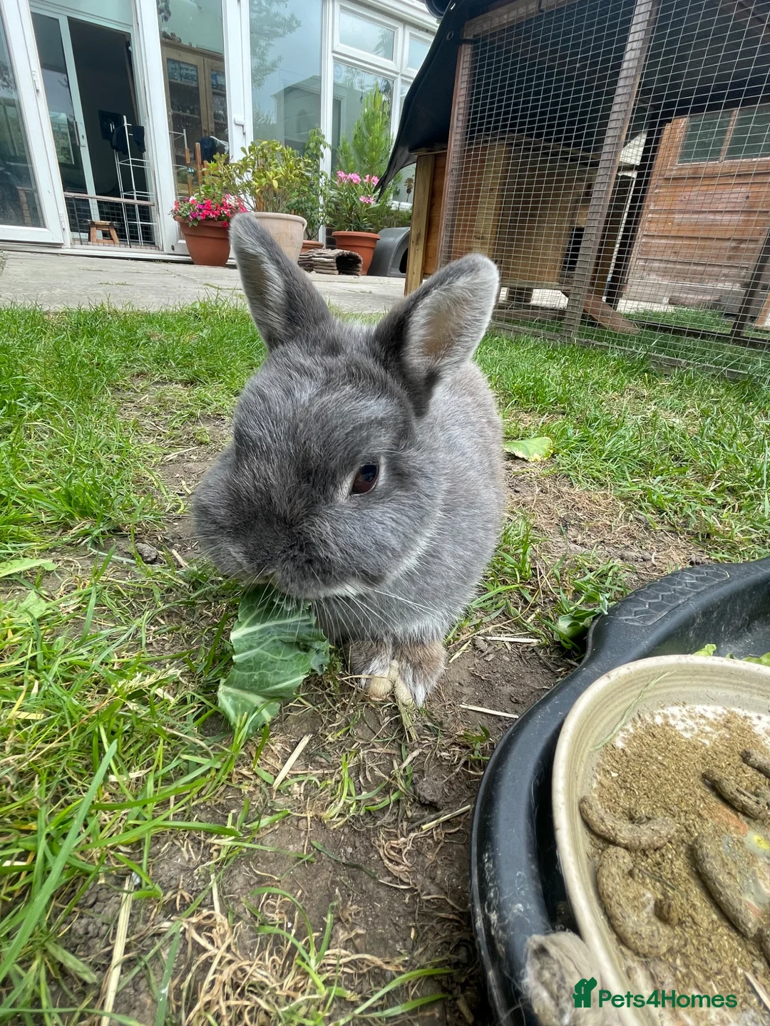 Netherland Dwarf rabbits for sale: Adult Female Netherlands Dwarf in Deal - Advert 2