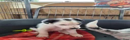 Mixed Breed dogs for sale: Beardie border x puppies - Advert 30