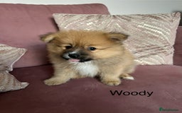 Pomeranian dogs for sale: Pomeranian puppies - Advert 9