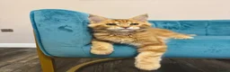 Maine Coon cats for sale: TICA Pedigree Registered Maine Coon Kittens - Advert 38