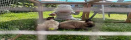 Sable rabbits for sale: Sable Netherlands Dwarf Rabbits - Advert 1