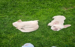 French Bulldog dogs for sale: 2 platinum boys left ready to go  - Image 1
