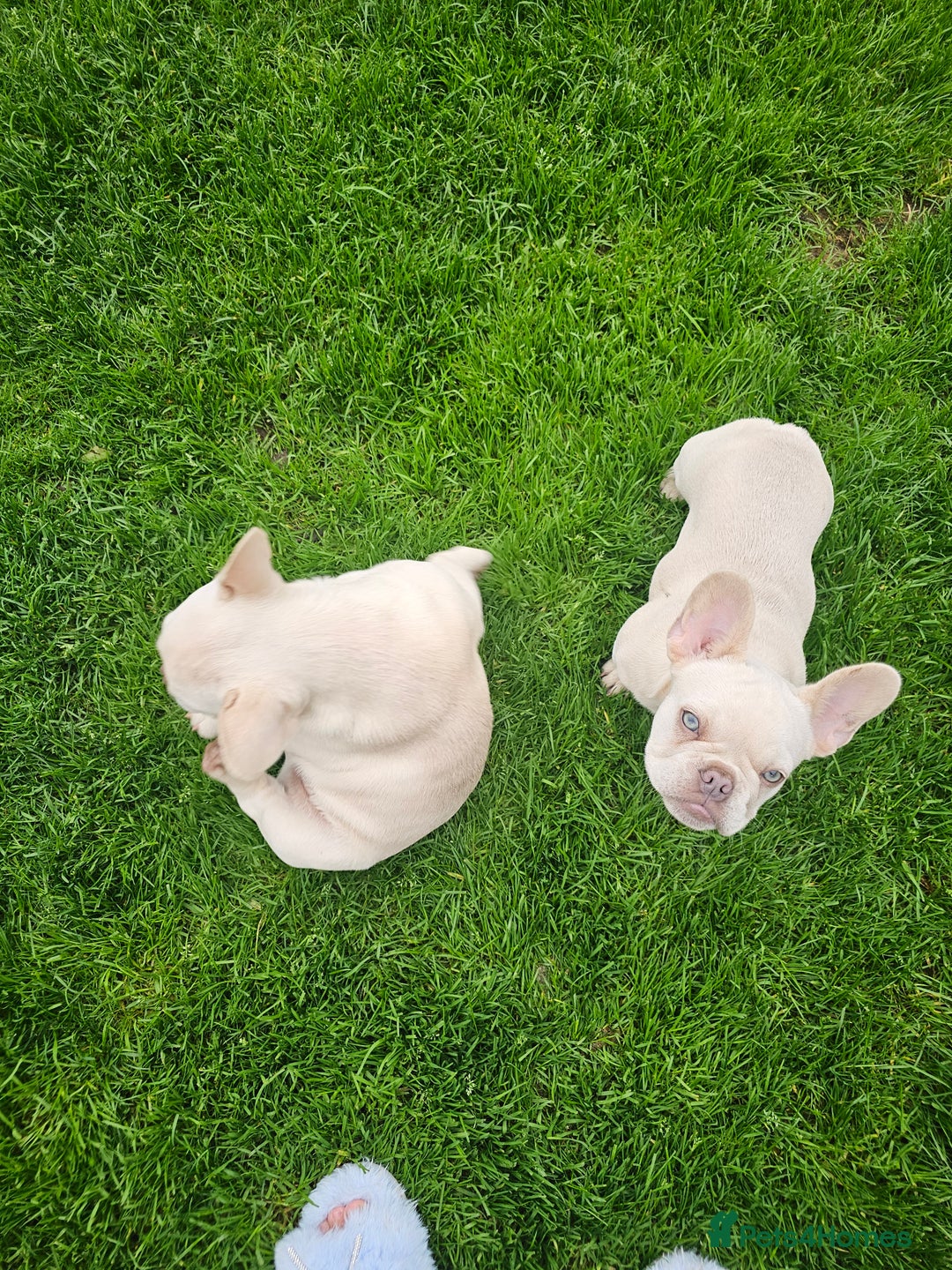 French Bulldog dogs for sale: 2 platinum boys left ready to go  - Image 1