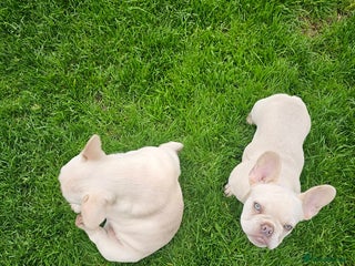 French Bulldog dogs - Advert 4