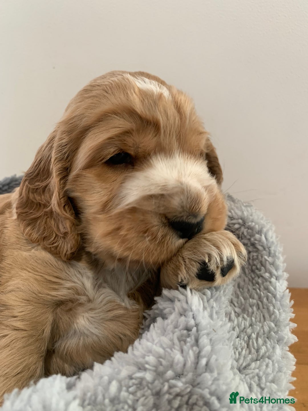 Cocker Spaniel dogs for sale: KC Registered Quality Show Type Cocker Puppies   - Advert 33