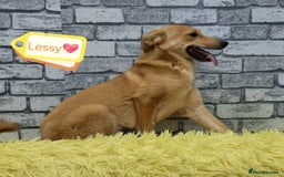 Mixed Breed dogs for adoption: 💖🐶 LESSY 🐶💖 - Image 3