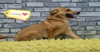 Mixed Breed dogs - Advert 1