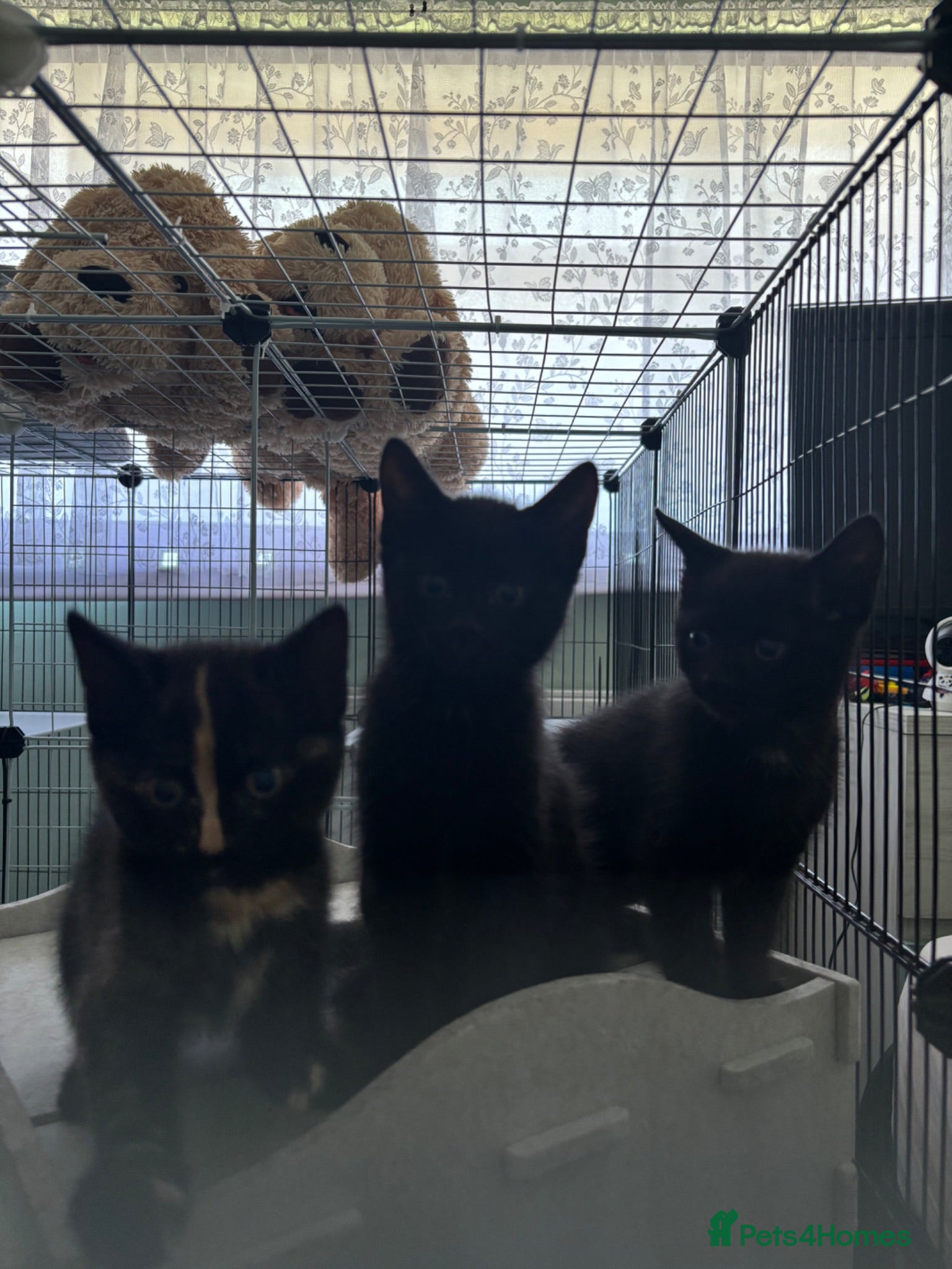 Mixed Breed cats Kittens  - Advert 14
