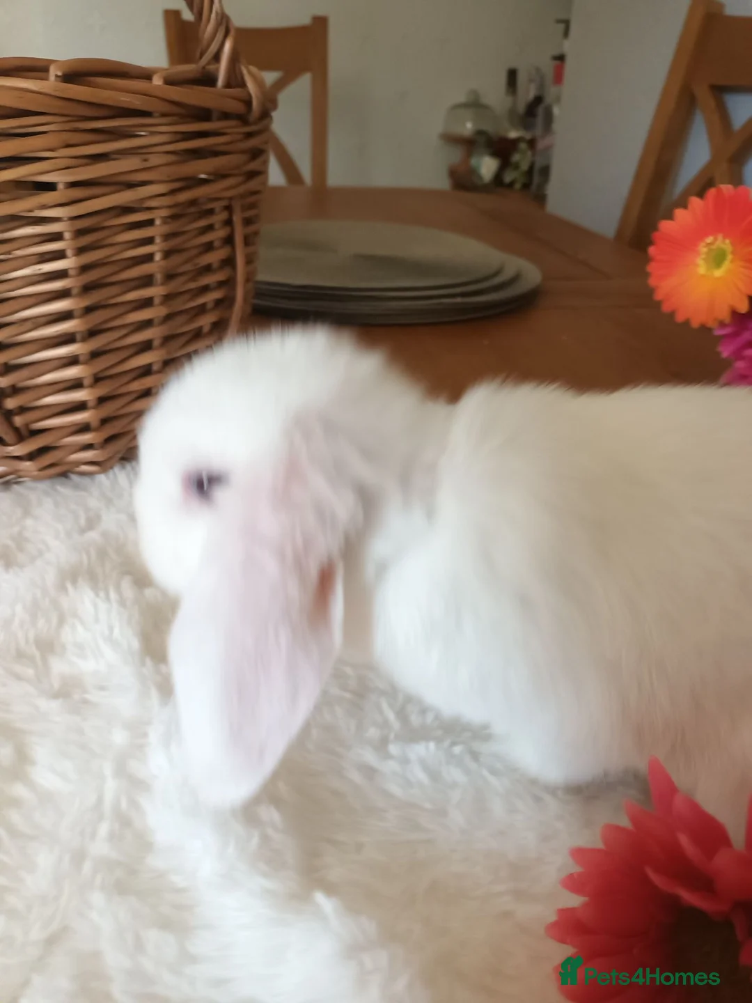 Mini Lop rabbits for sale: Beautiful mini lops  - Advert 16
