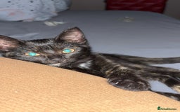 Mixed Breed cats for sale: Kitten - Image 3