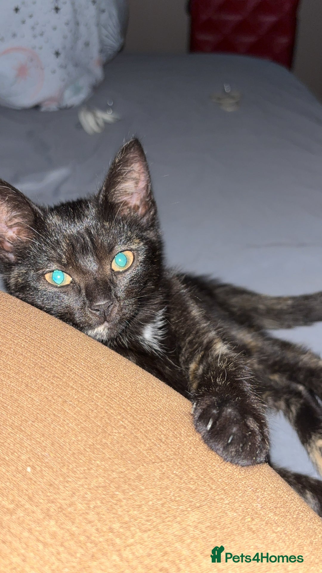 Mixed Breed cats for sale: Kitten - Image 3