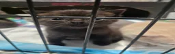 Mixed Breed cats for sale: 6x Gorgeous kittens - Advert 35