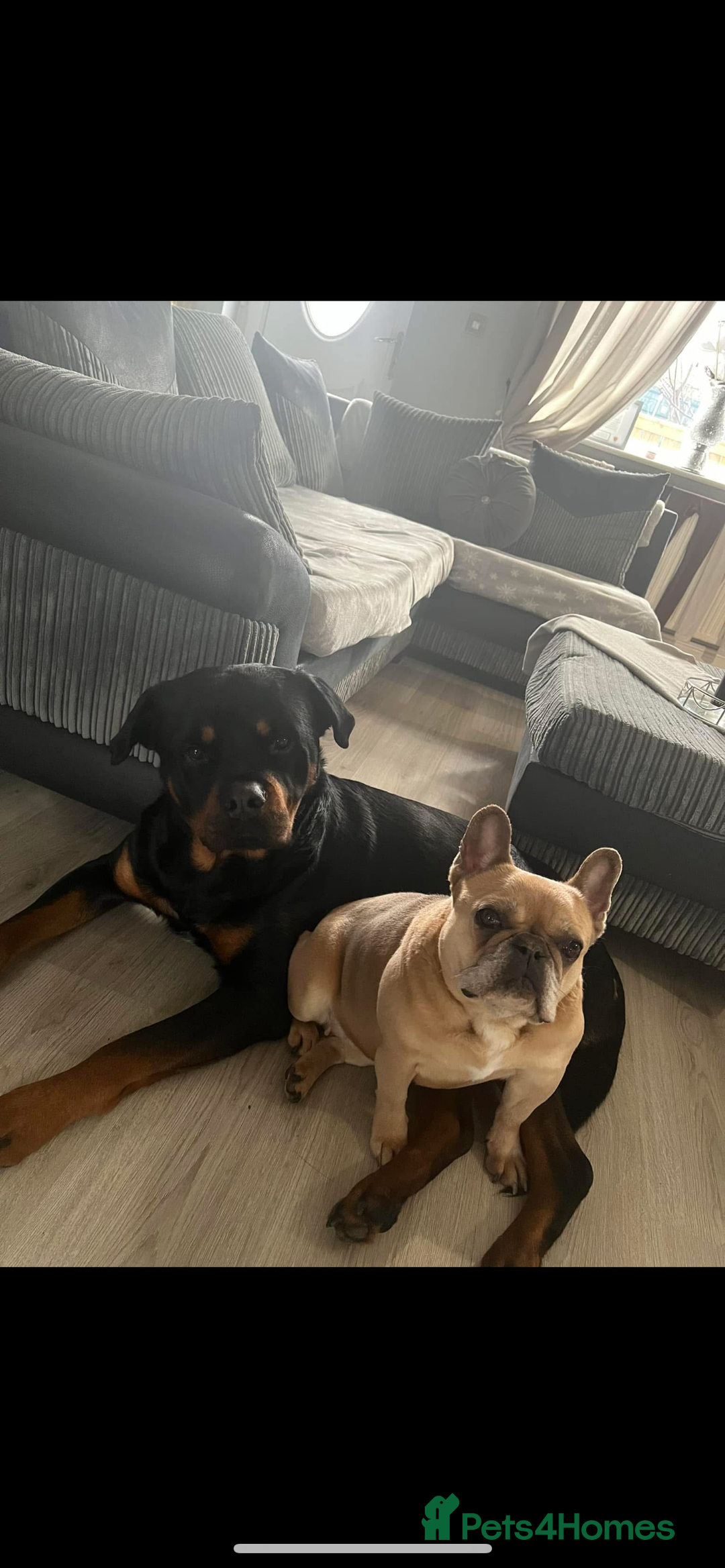 Rottweiler dogs for sale: 2 year old male Rottweiler rocco - Image 2
