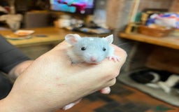 Rat rodents for sale: Dumbo x fancy rats  - Image 4