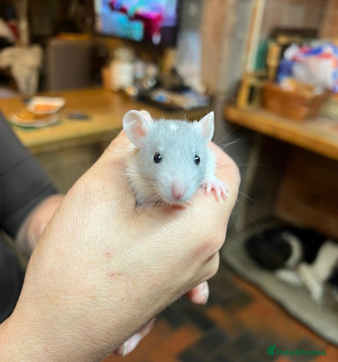 Rat rodents for sale: Dumbo x fancy rats  - Image 4