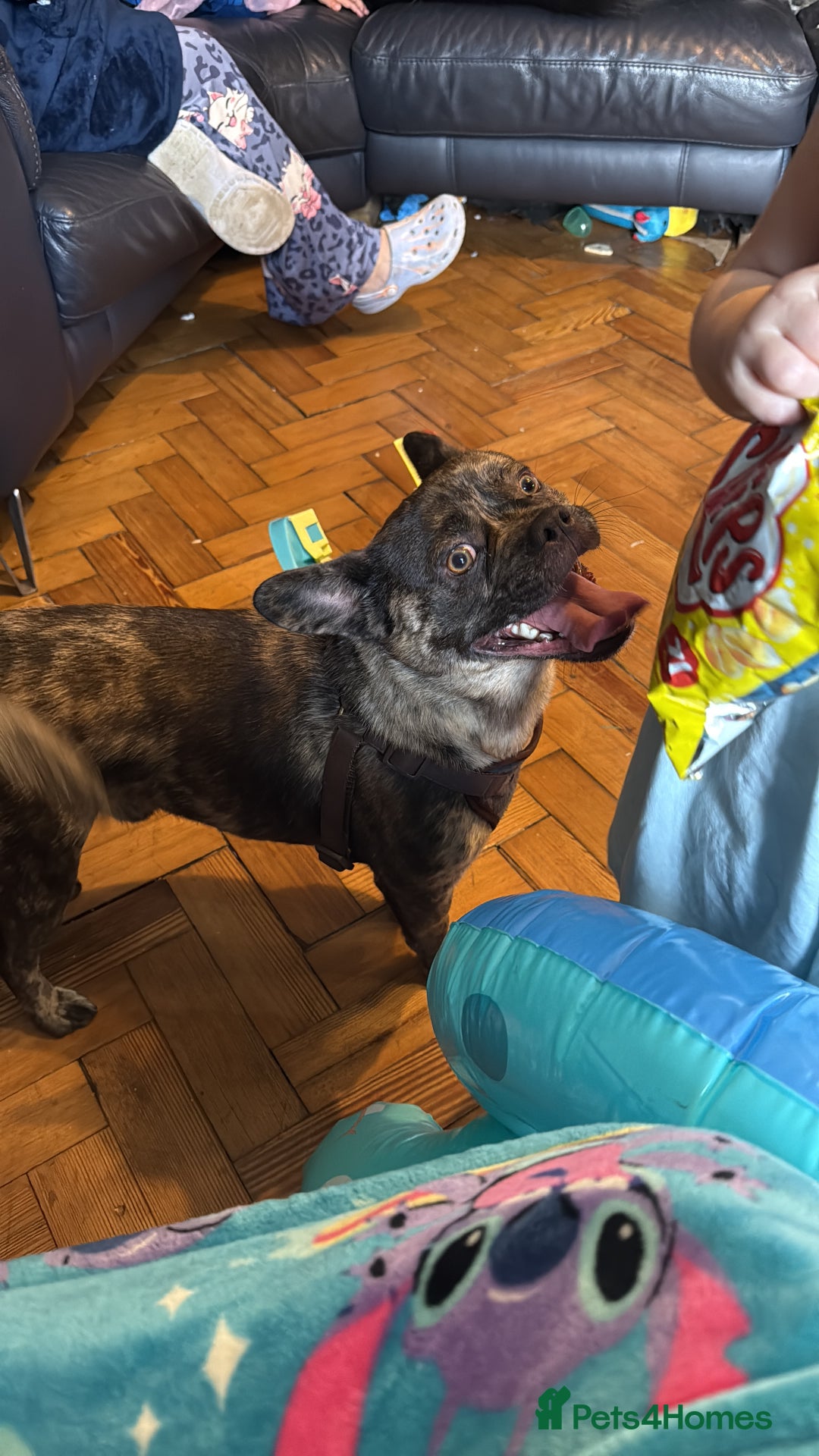 Mixed Breed dogs for sale: Loving frenchie cross - Advert 4