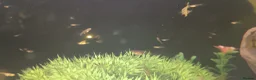 Plecos fish for sale: Albino bristlenose pleco babies and guppy fry  in Waterlooville - Advert 9