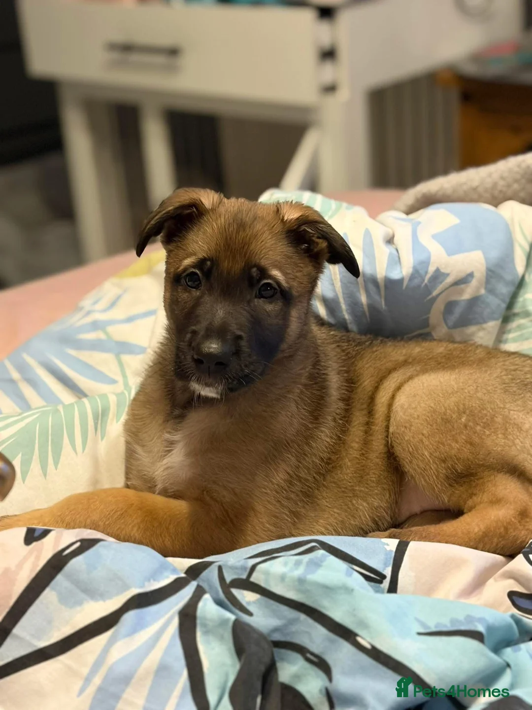 German Shepherd dogs for sale: German shepherd mallinois cross - Advert 8