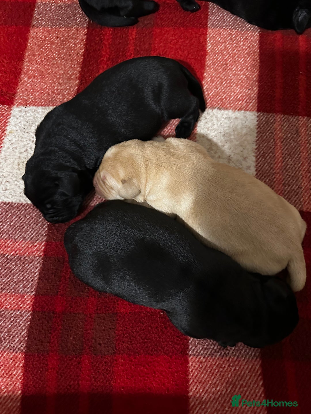 Labrador Retriever dogs for sale: Stunning KC Labrador puppies x 7 - Advert 3