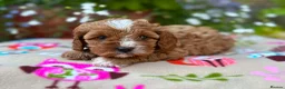 Cavapoo dogs for sale: Quality true mini Cavapoo pups DNA tested parents. - Advert 8