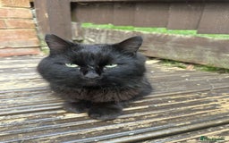 British Longhair cats for sale: A friendly cat with a big heart - Image 3