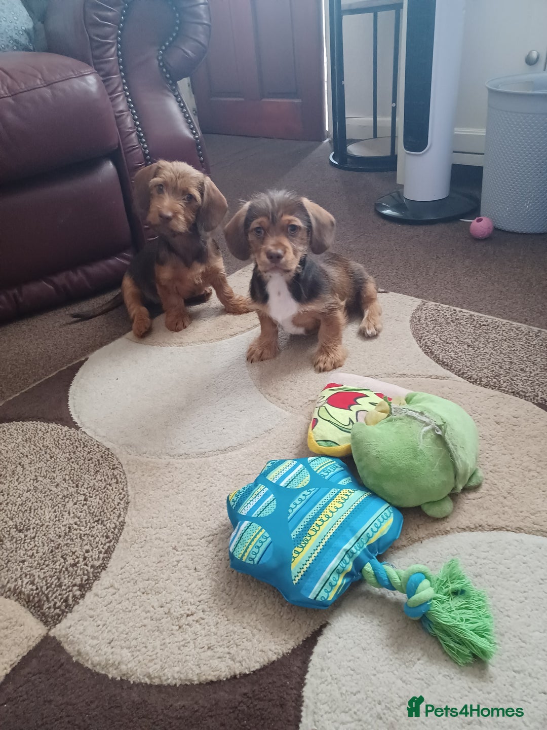 Doxiepoo dogs for sale: Gorgeous Puppies- Fully Vaccinated  - Image 1