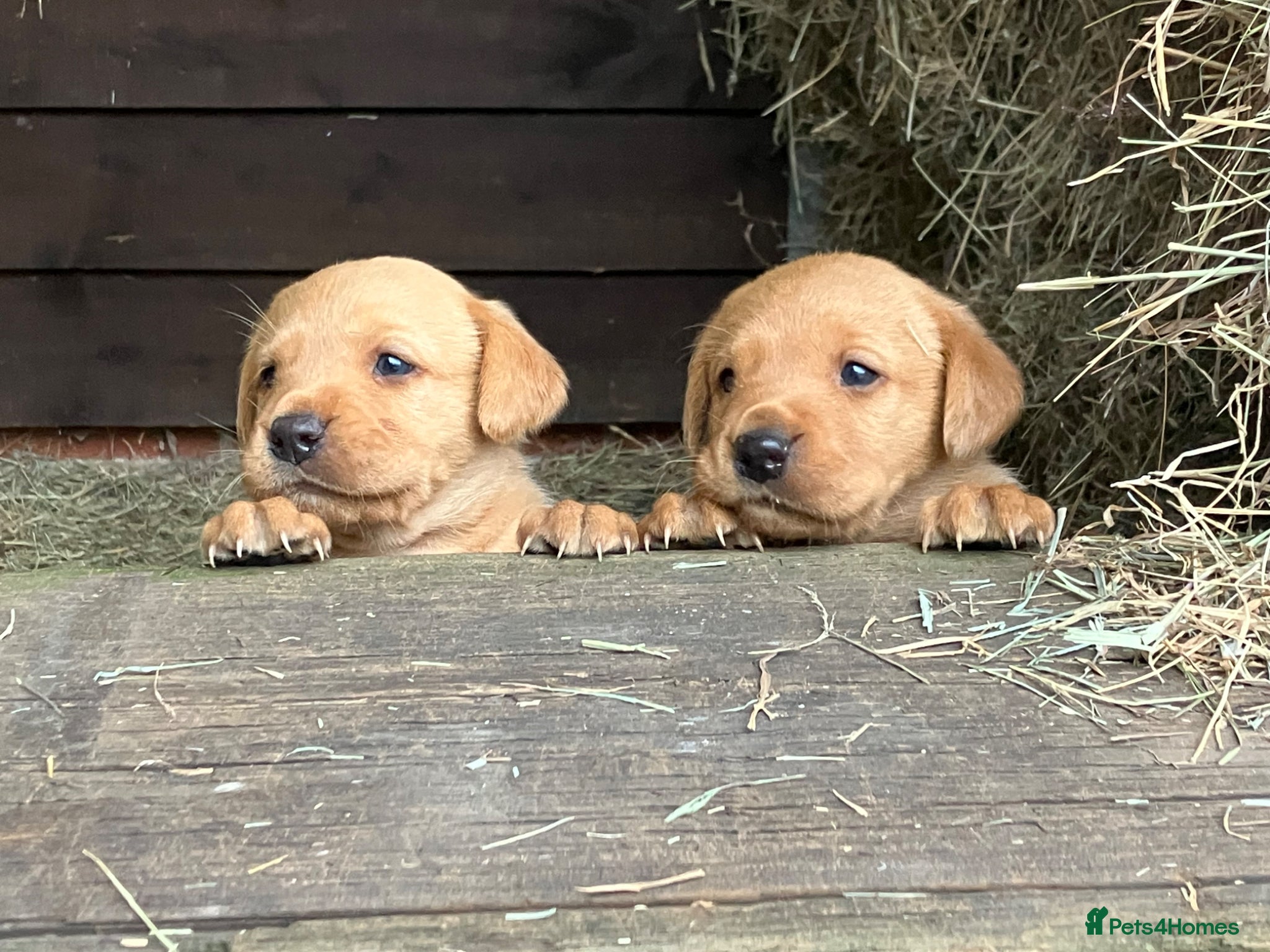 Labrador Retriever dogs Labrador puppies 8 weeks old  - Advert 2