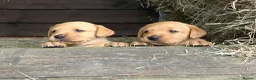 Labrador Retriever dogs for sale: Labrador puppies 8 weeks old  in Barnsley - Advert 2