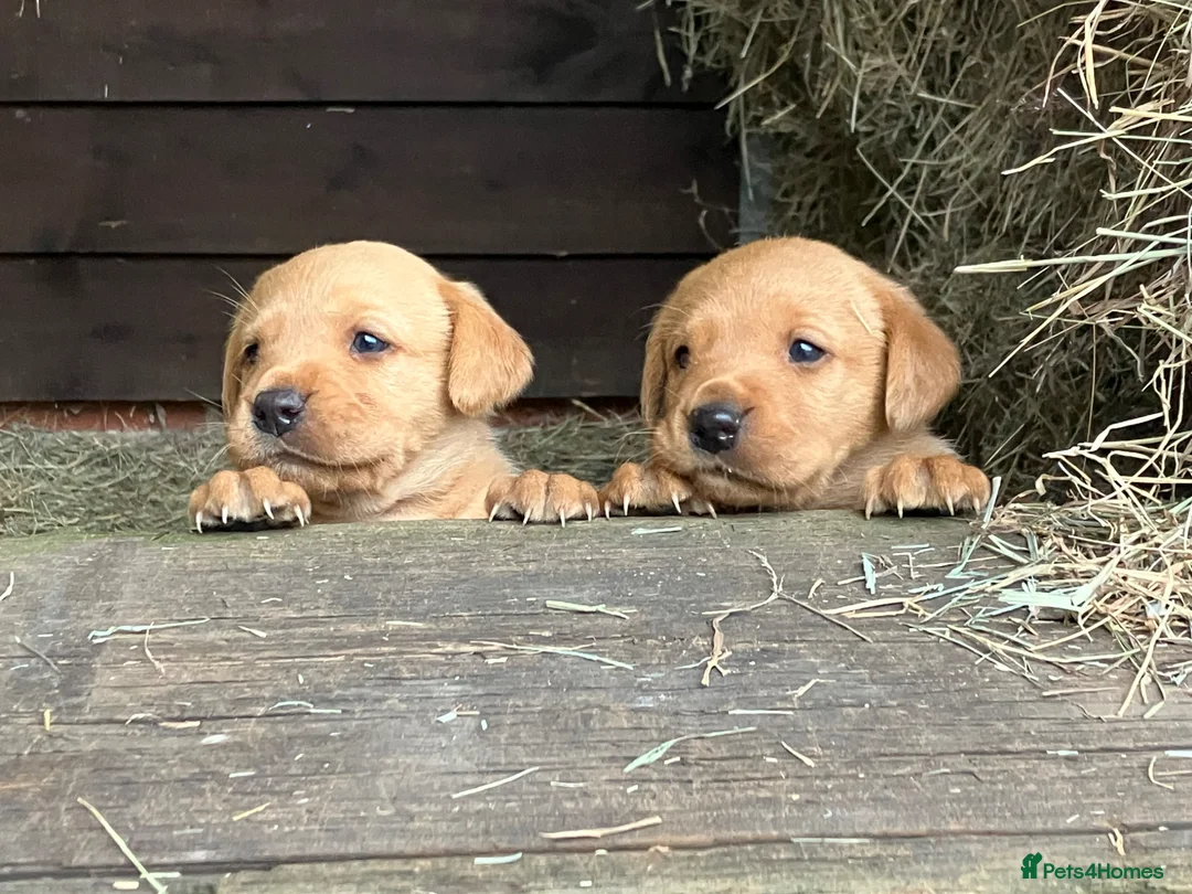 Labrador Retriever dogs for sale: Labrador puppies 8 weeks old  in Barnsley - Advert 2