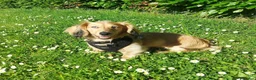 Miniature Dachshund dogs for stud: Dyson for stud  - Advert 4