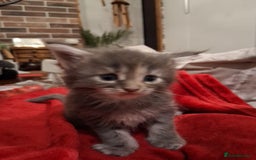 Maine Coon cats for sale: Maine Coon pedigre XL - Image 7