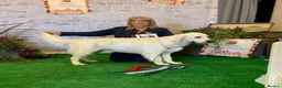Golden Retriever dogs for sale: Light cream golden retrievers  - Advert 10