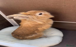 Lionhead rabbits for sale: Lionhead rabbit  - Image 1