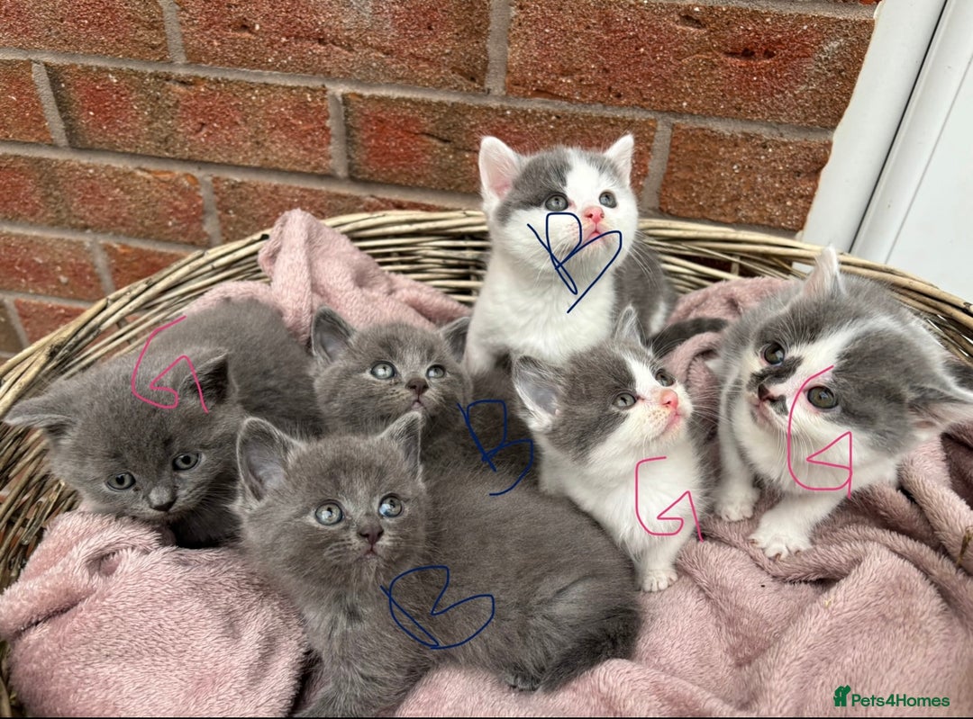 British Shorthair cats for sale: British shorthair kittens  - Image 6