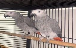 Parrots birds for sale: Semi tame and talking baby African greys for sale - Image 1