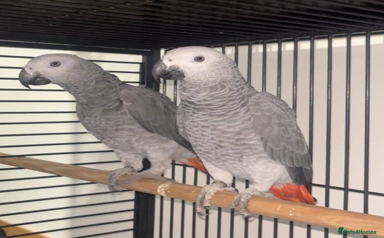 Parrots birds - Advert 2
