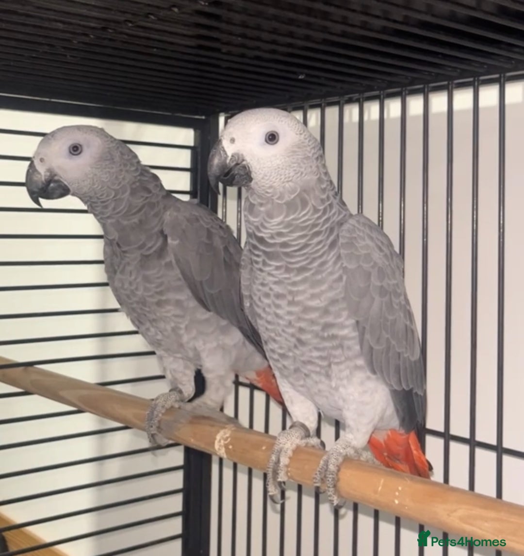 Parrots birds for sale: Semi tame and talking baby African greys for sale - Image 1