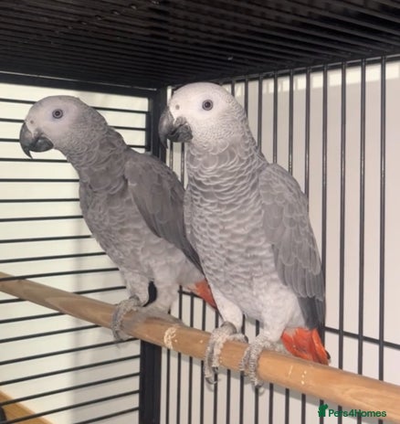 Parrots birds - Advert 2