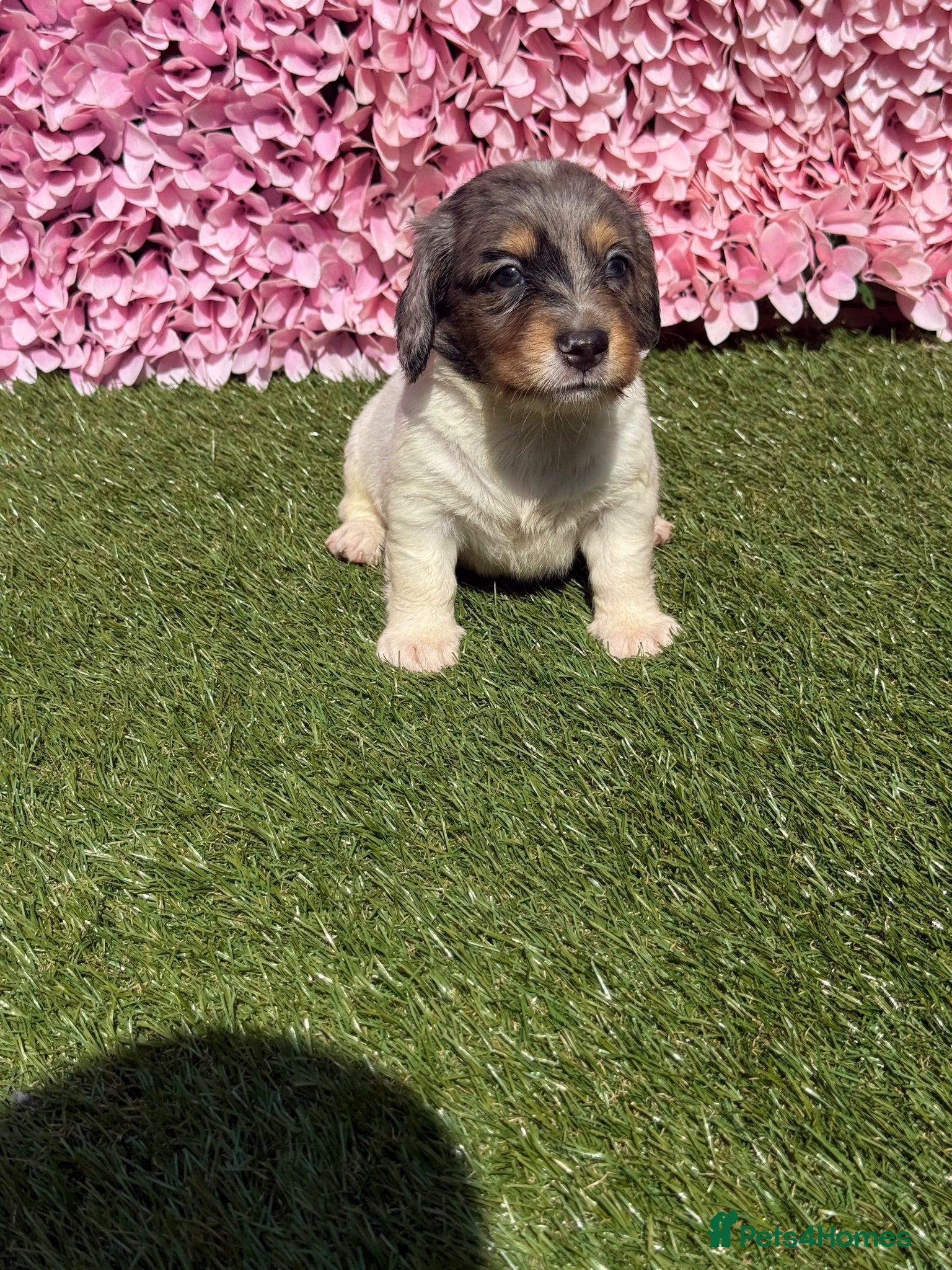 Miniature Dachshund dogs Miniature Daschund  - Advert 2