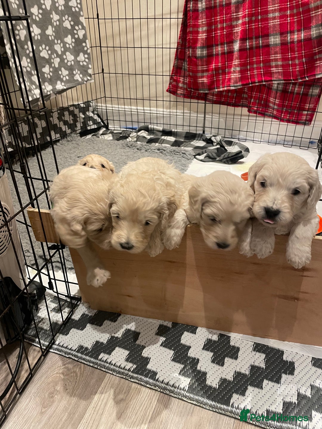 Goldendoodle dogs for sale: Golden doodle puppies  - Advert 2