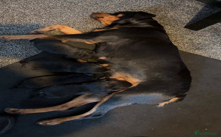 Rottweiler dogs - Advert 1