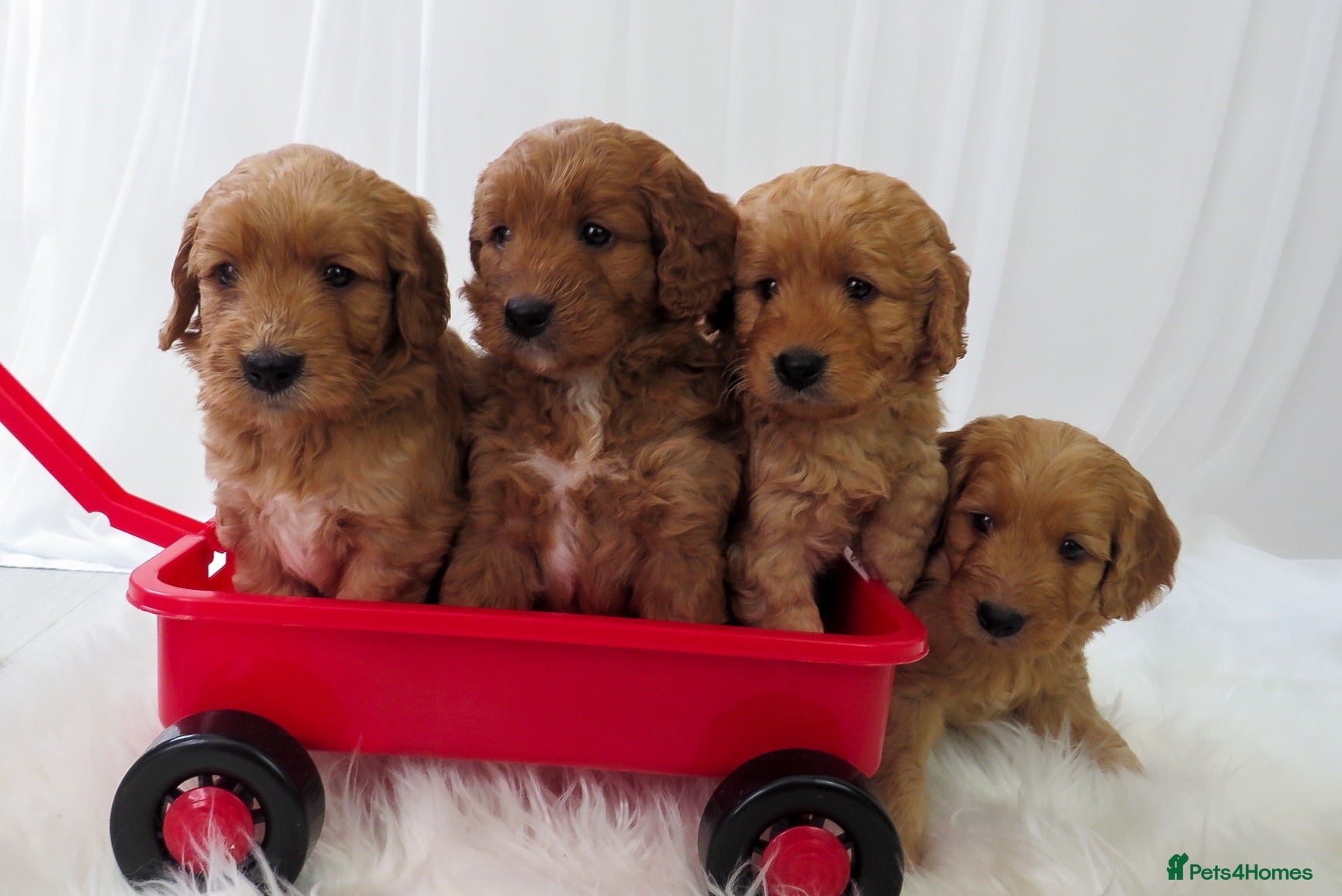 Mini Goldendoodle dogs One Beautiful F1 Golden Doodle Boy - Advert 1