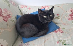 European cats for adoption: Handsome boy looking for a perfect forever home - Image 1