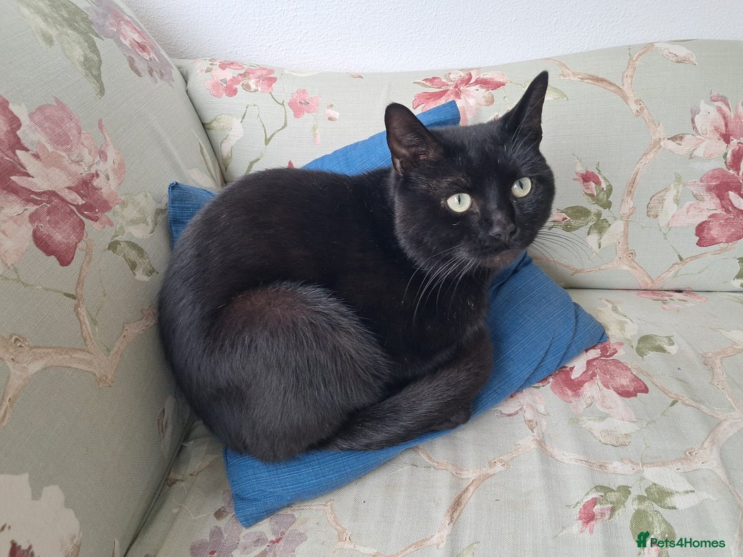 European cats for adoption: Handsome boy looking for a perfect forever home - Image 1