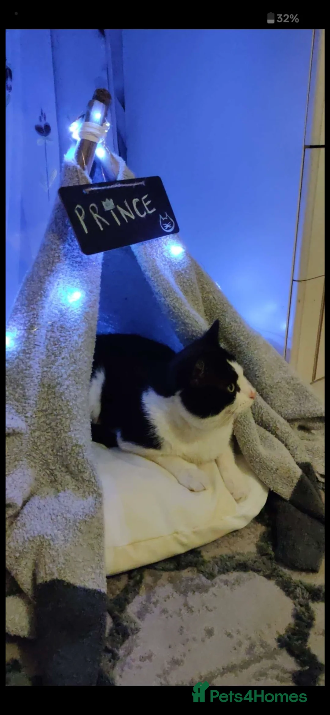 Mixed Breed cats for sale: Handsome Tuxedo Cat – Prince (7 Years Old)  - Advert 1