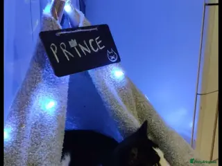 Mixed Breed cats Handsome Tuxedo Cat – Prince (7 Years Old) - Advert 1