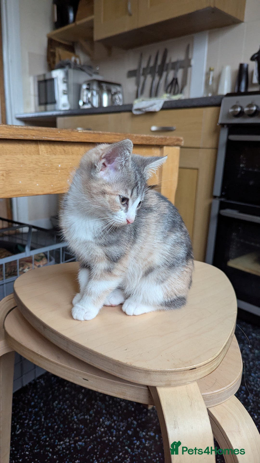 Mixed Breed cats for sale: One ginger boy and one turtle girl  - Advert 3